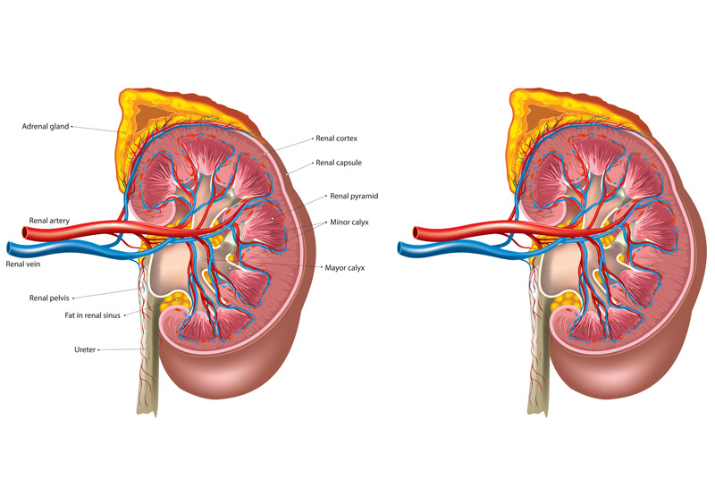 ureteroscopy-explores-the-kidneys-Dr.-Ross-Moskowitz